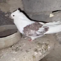 یه جفت کبوتر نوک ریز