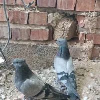 سبز چشم سیاه