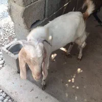 کهر نری سرحال مخصوس داش