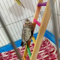 عروس هلندی نر و ماده