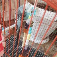 مرغ عشق انگلیسی گریدB|پرنده|کازرون, |دیوار