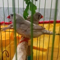 فنچ کینگ درشت|پرنده|جهرم, |دیوار