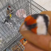 سهره نر گل پهن|پرنده|تهران, مسعودیه|دیوار