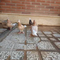 دوعدد جوجه گلی و دوعدد زرد