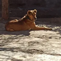 سرابی نر چهارده ماهه