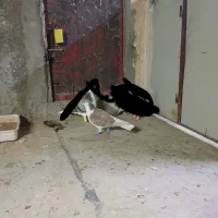 کبوتر پرشی|پرنده|نیشابور, شهید بهشتی|دیوار