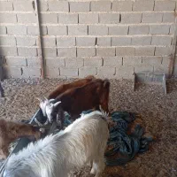 پازن کهره. نر|حیوانات مزرعه|سعدآباد, |دیوار