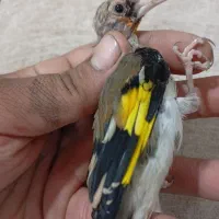 سهره کرمانی