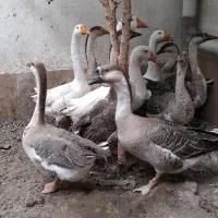 قوغاز|حیوانات مزرعه|کلاله, |دیوار