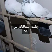 تهرونی اصیل|پرنده|فولادشهر, مسکن مهر فولادشهر|دیوار