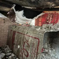 کبوتر
