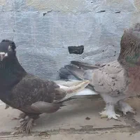 ترکیه نروماده سرورنر اویناق ماده دم سفیدغلط داره|پرنده|اردبیل, |دیوار