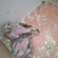 جوجه عروس سریلاکی