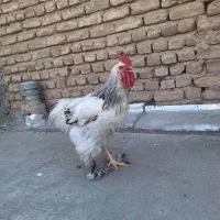 خروس برهما|حیوانات مزرعه|تهران, توحید|دیوار