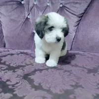 پاپی