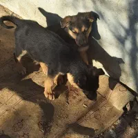 سگ ژرمن ،توله دو ماهه ،