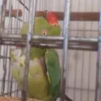 طوطی ملنگو|پرنده|نقده, |دیوار