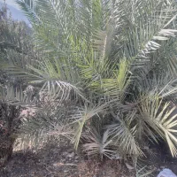 نخل (خرما) تزئینی