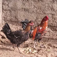 مرغ و خروس گلین|حیوانات مزرعه|رامیان, |دیوار