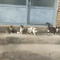 فروش گربه خانگی|گربه|آبکوه, |دیوار