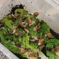 حلزون درمانی‌برای یک پوست خوب و یک کسب وکار‌موفق