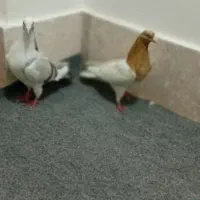 یک جفت کبوتر