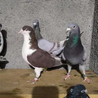 کبوتر گرفتنی|پرنده|سبزوار, قصبه غربی|دیوار