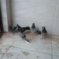 کبوتر پر اصفهانی