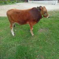 گوساله نر|حیوانات مزرعه|شاندرمن, |دیوار