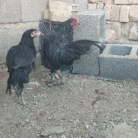 جوجه مرغ لاری|حیوانات مزرعه|سیرجان, |دیوار