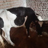 گوساله ماده محلی