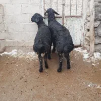 گوسفند نر قزل افشار