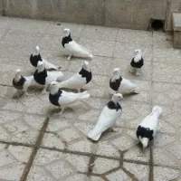 کبوتر‌طوقی