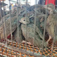 جوجه 40روزه پرورشی