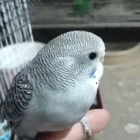 جوجه مرغ عشق و جوجه کوتوله|پرنده|نیشابور, فردوسی جنوبی|دیوار