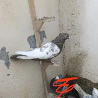 کفتر