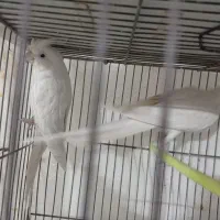 عروس هلندی آلبینو|پرنده|مشهد, کشف|دیوار