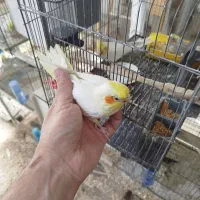 تعدادی پرنده خونگی|پرنده|جیرفت, |دیوار