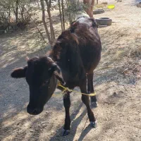 فروش گوساله