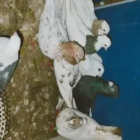 کبوتر پرشی جفتگاه