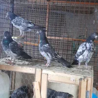 کفتر دبواله و پتی