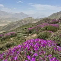 زمین کشاورزی