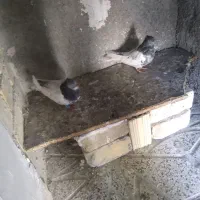 کبوتر|پرنده|شیروان (خراسان), |دیوار