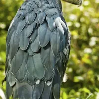 پرنده زینتی