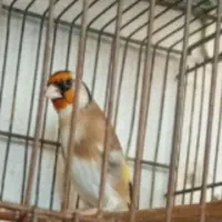 جوجه سهره نربخون
