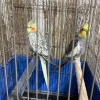 یک جفت عروس هلندی نروماده