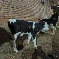 گاو نر سمینتال