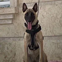 سگ مالینویز