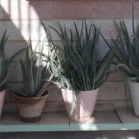 6 عدد گلدان بزرگ آلوئه ورا با قیمت استثنایی|گل و گیاه طبیعی|اسلامشهر, شهرک قائمیه|دیوار
