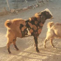 بز پلنگی نازار